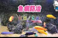 水族世界：探索神秘的水下王国