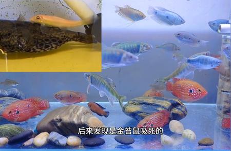 金苔鼠：养鱼人的噩梦还是福音？