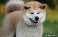 揭秘秋田犬在日本数量下降的背后原因