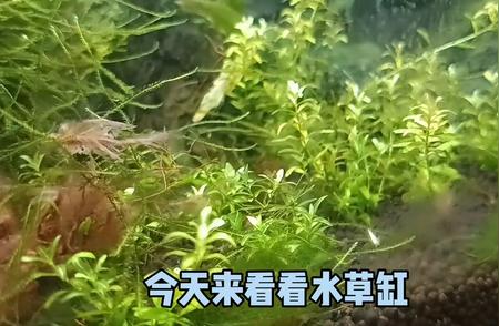 水草缸的秘密：探索缸壁痕迹的奥秘