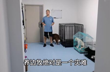 边牧的独特魅力：了解这个受欢迎的犬种