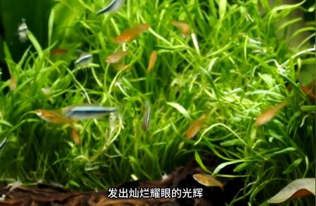 黑莲灯：神秘生物揭晓