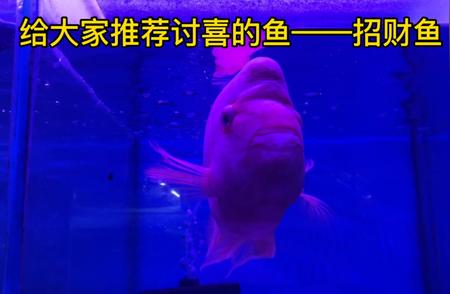 财神鱼：神秘的水族之星