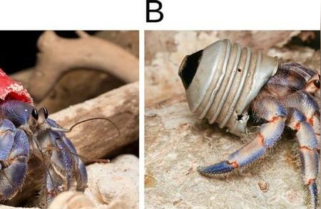 全球寄居蟹引领塑料壳时尚潮流