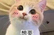 超萌可爱猫！你家养的是哪一种？