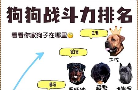 揭秘狗狗战斗力排名：了解你家狗狗的真实实力！