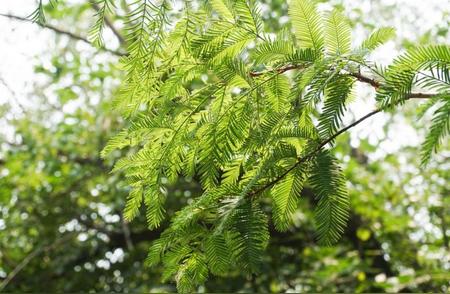 水杉：从化石中重生的奇迹植物