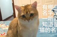 猫的名字大全：一听就知道的可爱名字