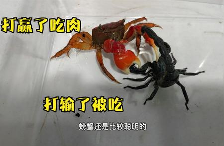 相手蟹VS雨林蝎：王者之争！