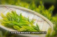 如何选择绿茶？#茶叶推荐