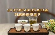 500元和5000元的白茶，价格差距究竟在哪里？