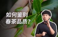 如何鉴别真正的春茶？一位拥有13年经验的老茶人为你提供全面指南！