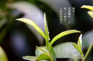 都匀毛尖：揭秘世界茗茶的诞生过程