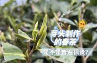 芽头春茶为何价格高昂？揭秘4个关于春茶的问答