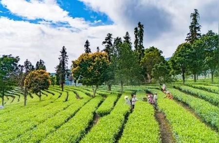 夏茶采摘季：茶园里的美丽风光与忙碌身影