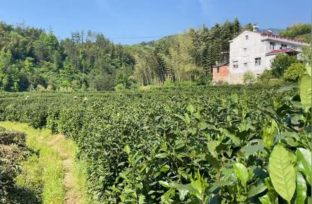 采摘夏茶：收益微薄背后的生活困境