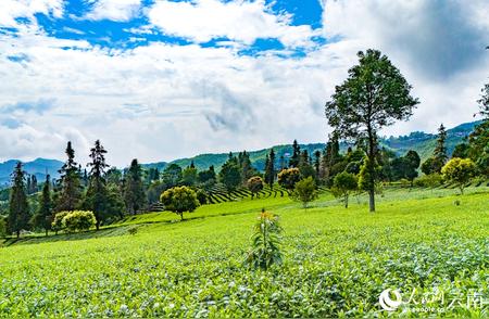 云南孟连：茶园美景如画，夏茶采摘正忙