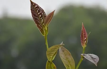 揭秘贡茶的背后故事