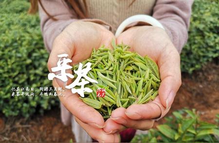 探索不同毛尖茶的独特风味