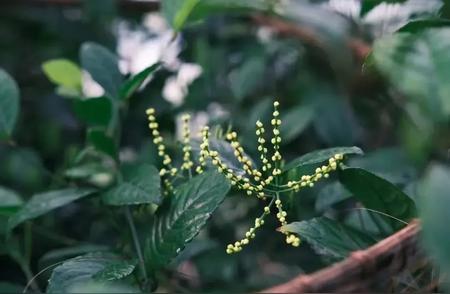 珠兰花茶：独特的香气与口感体验