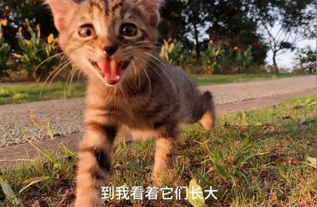 玳瑁猫：独特之美背后的养宠秘密