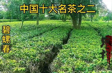 碧螺春：中国十大名茶之独特魅力