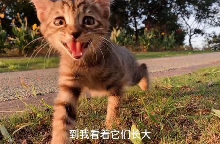 玳瑁猫：为何鲜有人选择领养？