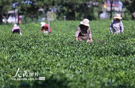 江苏连云港秋茶采摘盛宴：探索茶香四溢的季节