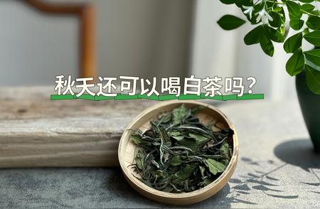 秋季为何多喝白茶？健康益处一网打尽！