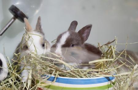 兔子养殖新手指南：从零开始养一只可爱的宠物
