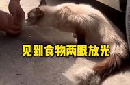 流浪布偶猫的求生之道：蹭人与食物的故事