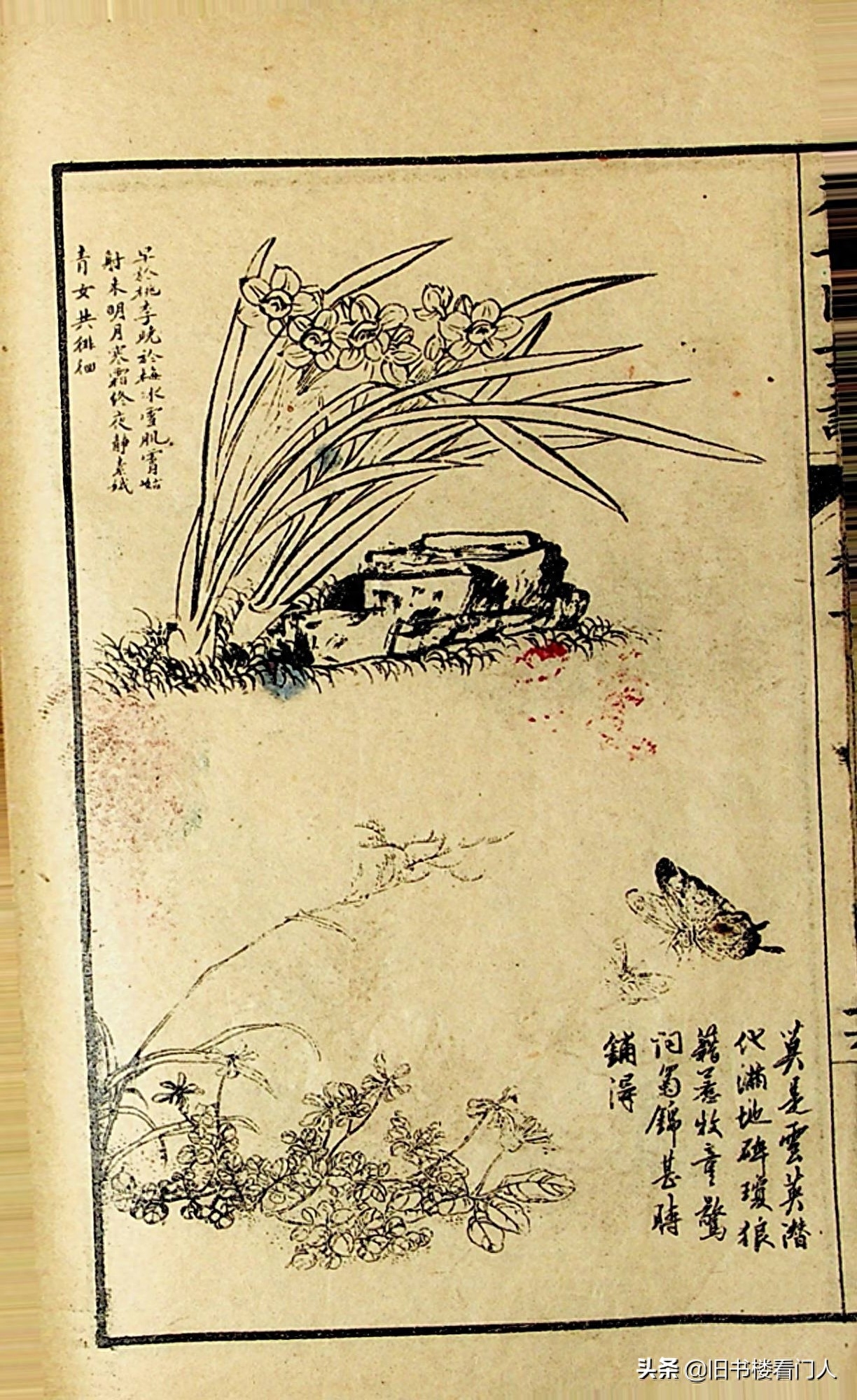 艺术类学画必修之书－《芥子园画谱·草虫花卉谱》