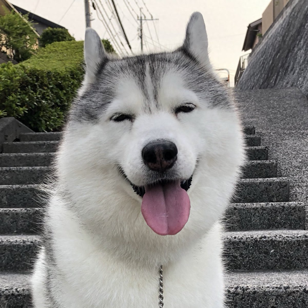 这只雪橇犬的笑容，可以治愈一切不开心