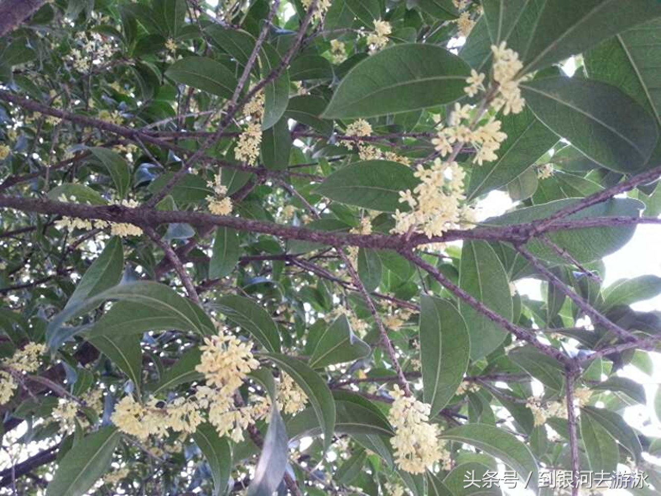 桂花香满城，我独爱桂花糕！香喷喷的花，你喝桂花茶还是吃桂花糕