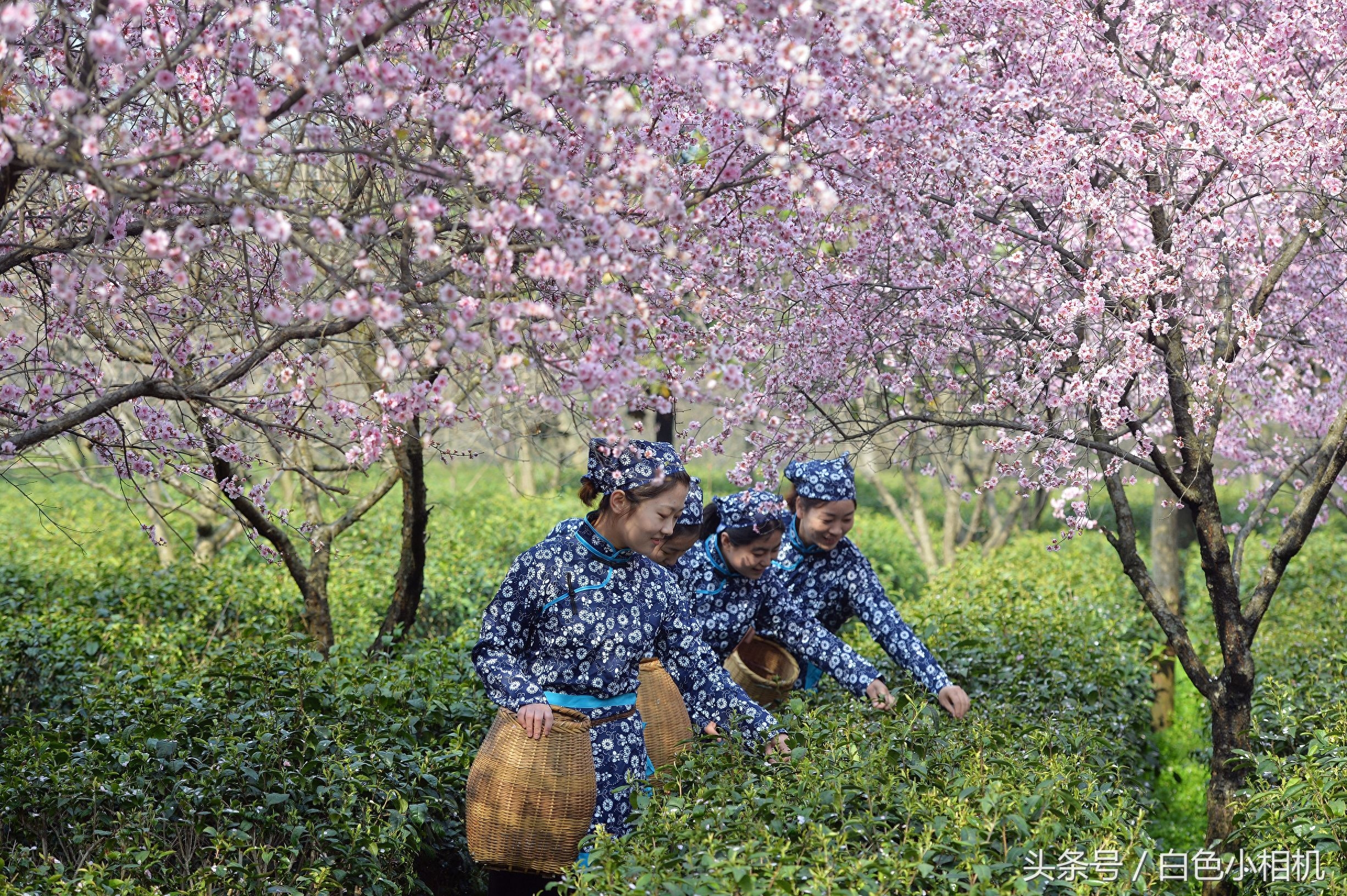 留香数十载 头锅钟山雨花茶开炒