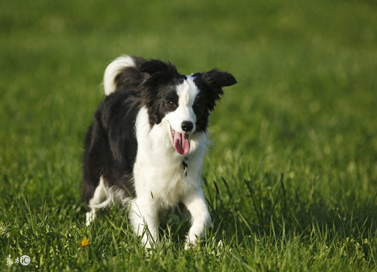 边境牧羊犬，传说犬类中智商最高的，尴尬期那么丑，尤其是第五张