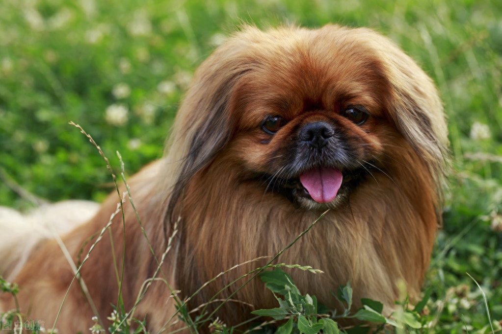 常见家庭的饲养的观赏犬——北京犬（京巴）